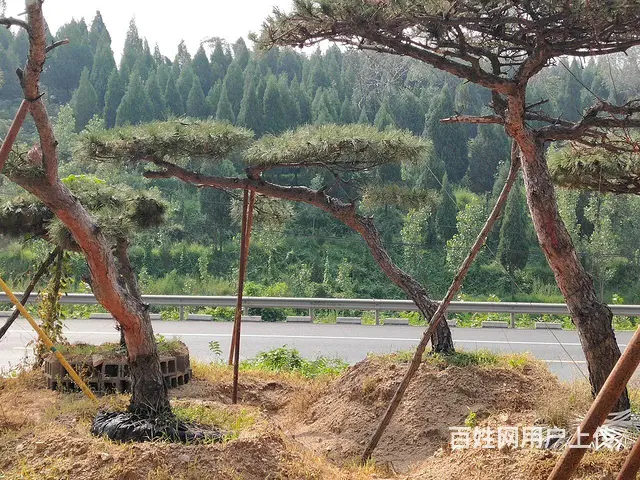 造型油松  造型松  景观松 - 图片 2