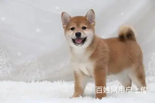 纯种柴犬 柴犬幼犬 柴狗 日本柴犬 柴犬幼犬纯种 - 图片 5