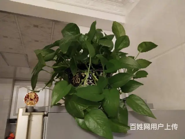花卉优惠处理，还有其他品种，未上图，相中价格可谈， - 图片 2