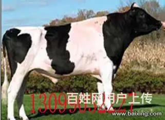 小肉牛批发，小肉牛价格，1500元 - 图片 2