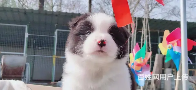 宿迁边境牧羊犬，2-3个月幼犬【益帆边境犬舍】 - 图片 10