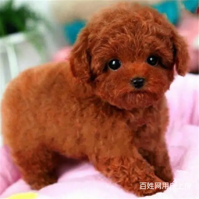 宿迁正规泰迪犬舍地点联系方式 - 图片 5