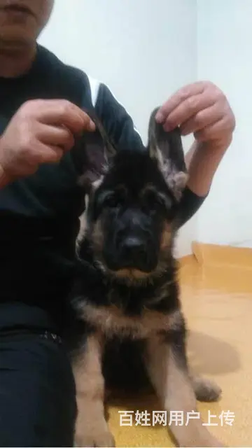 纯种锤系德国牧羊犬出售 北京市德牧幼犬多少钱 - 图片 5