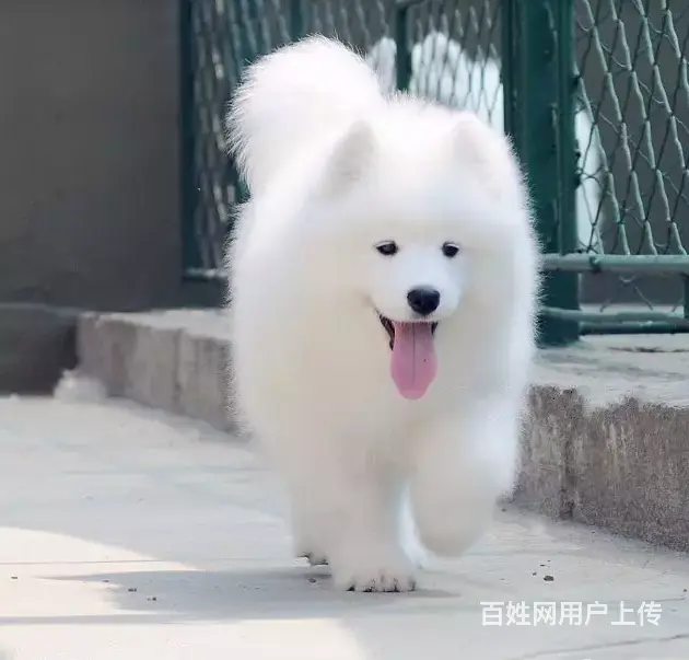 承德萨摩多少钱一只 萨摩价格 家养萨摩 保健康 - 图片 12