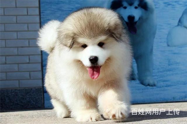 出售纯种熊版阿拉斯加犬可送货签售后协议至尊售后