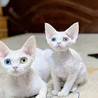 德文卷毛猫
