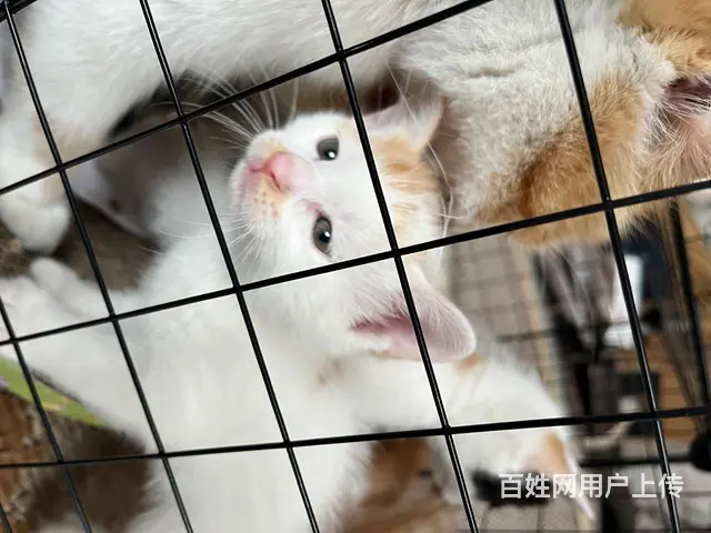 自己家养的.40天的小猫！寻找有爱的主人 - 图片 6