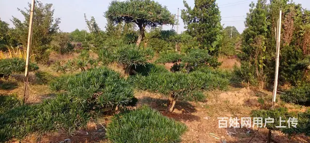 （个人发布）长沙县高速路口旁500平方新建厂房仓库出租 - 图片 7