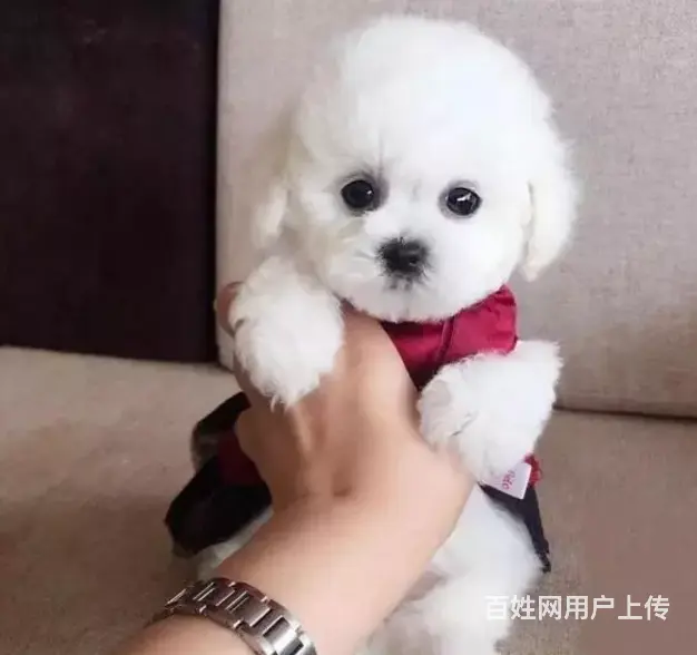 邢台本地出售家养比熊犬 纯种比熊 疫苗齐全 - 图片 2