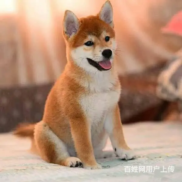 哪卖柴犬幼犬 黑色柴犬 赤红色柴犬 签协议 - 图片 2