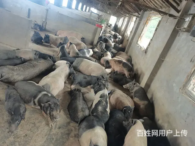 生态养殖 - 图片 2