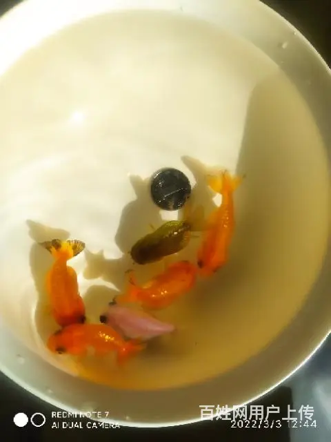 打包六条商品小兰寿，品相尺寸如视频自鉴 - 图片 5