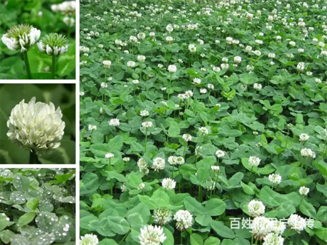 白三叶草籽秋播与利用 - 图片 2