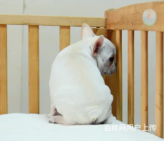 纯种法国斗牛犬幼犬、CKU认证犬舍、签协议可送货 - 图片 3