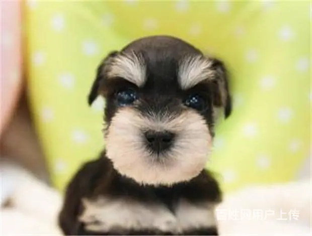 广州宠物狗 迷你雪纳瑞犬 纯种雪纳瑞狗狗幼犬出售 - 图片 4