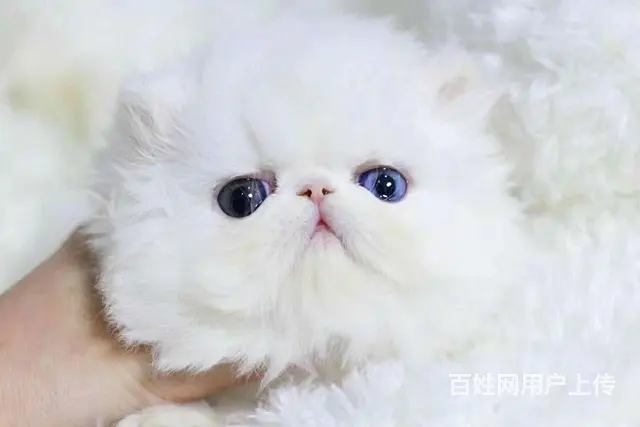 哪里有波斯猫卖的 波斯猫猫价格 波斯猫寿命 - 图片 5