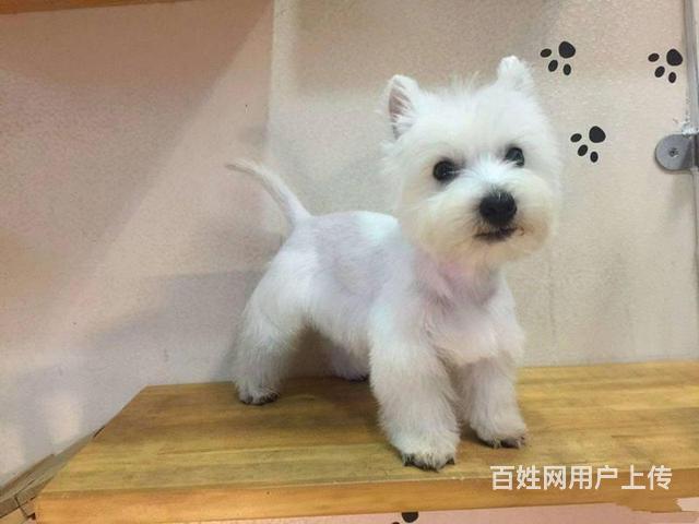出售西高地犬，健康品质放心选择的图片