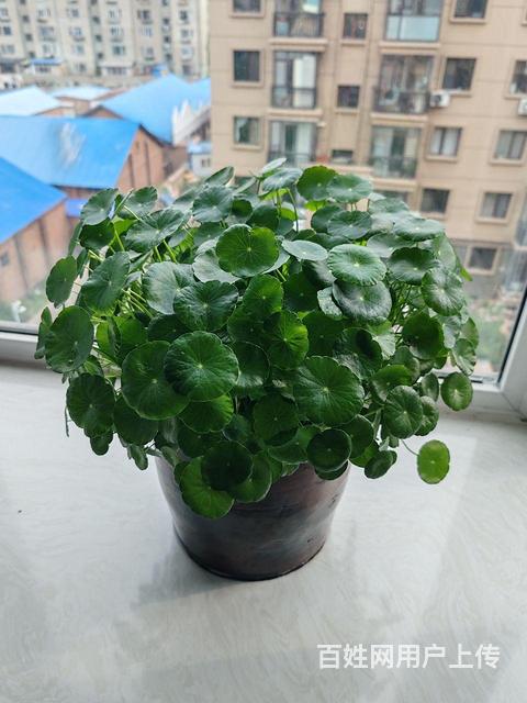 绿植铜钱草带盆的图片