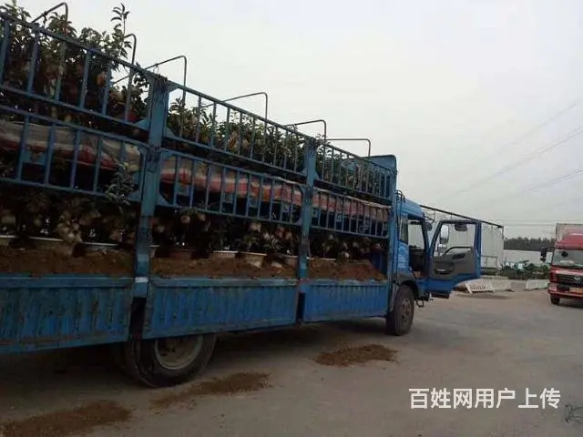 盆景苹果树 果树盆景 占地树(基地直销)盆景批发 - 图片 6
