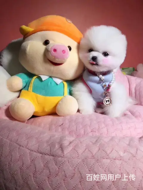 萌宠博美犬茶杯小体狗 可随时看狗 疫苗做好 - 图片 6