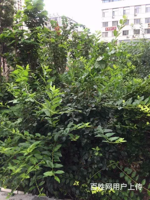 名仕豪庭一室公寓精装修设施全 - 图片 9