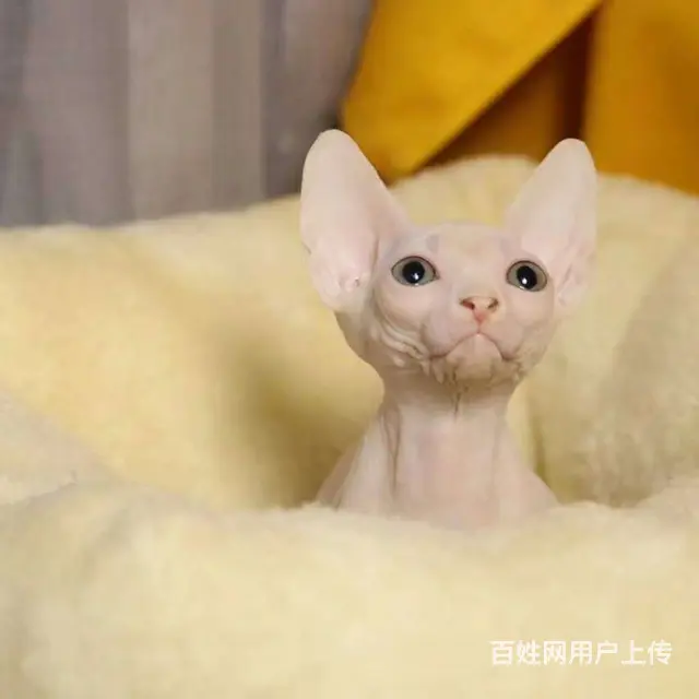 哪里有无毛猫卖的 无毛猫好养吗 无毛猫多少钱一只 - 图片 3