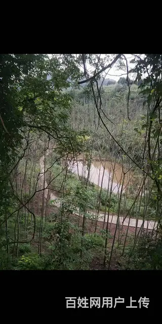 四川资阳市雁江区240亩林地转让 - 图片 9