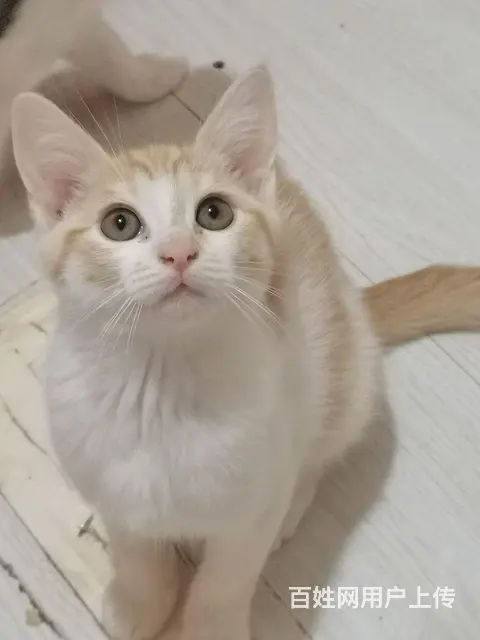 自家猫咪免费送 - 图片 2
