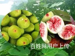 20亩无花果园对外出租 - 图片 3