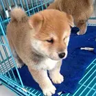 绥化想买柴犬担心  的进来你看看