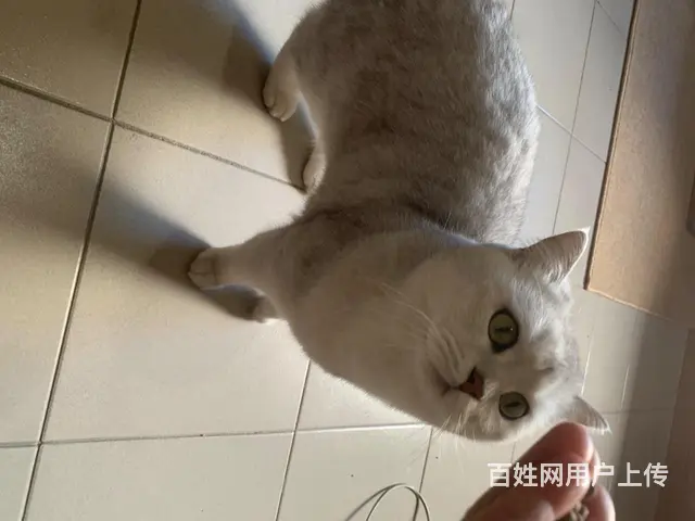 出售自家养的小猫 - 图片 3
