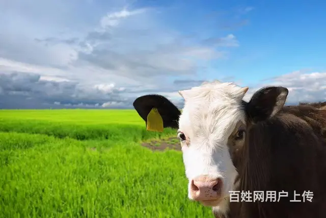 呼伦贝尔旅游向导推荐专业向导阿杰 - 图片 1