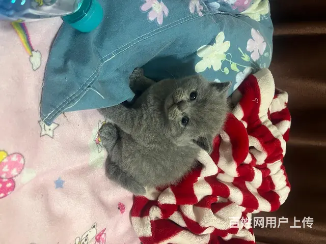 出售自家繁殖蓝猫3只胖虎无病选 - 图片 3