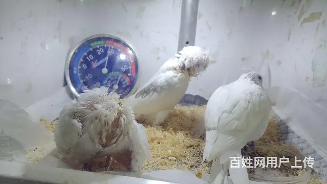 特色玄凤鹦鹉白脸百趴公 - 图片 2