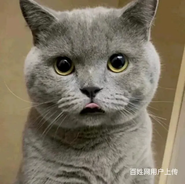 赠送一只猫咪找新家 - 图片 2