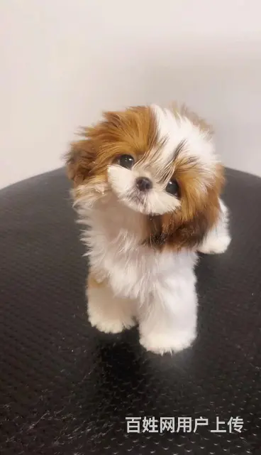 徐州市专业家庭繁殖纯种西施犬 - 图片 1