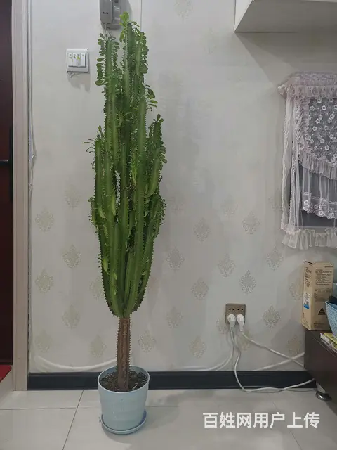 多头龙骨 - 图片