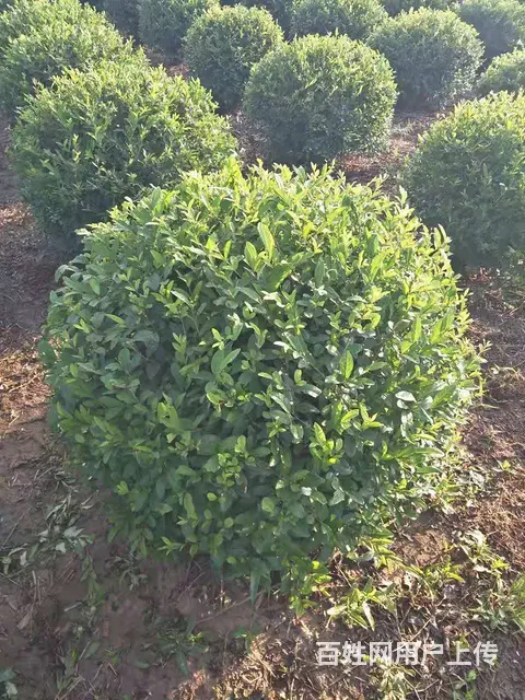 沈阳  草坪那产那卖在哪里顺风草坪基地欢迎您 - 图片 1