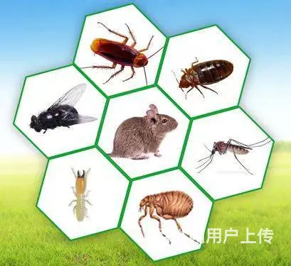 除百虫除四害灭蟑螂、灭蚂蚁、灭老鼠、灭蚂蚁 - 图片 9