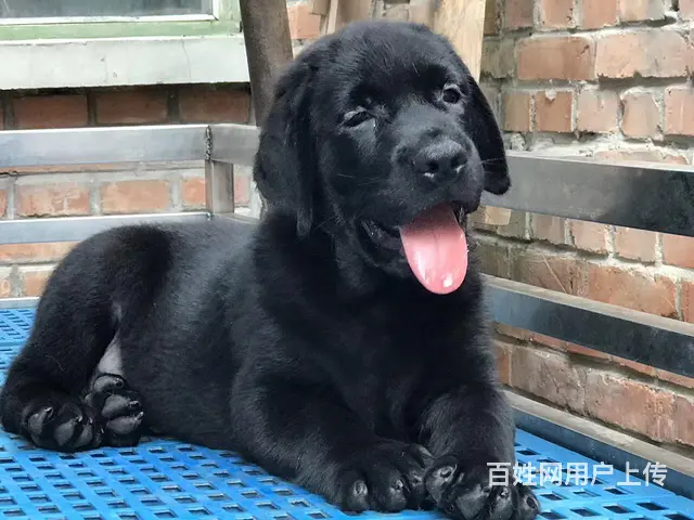 纯种拉布拉多幼犬冠军级后代保健康签协议带证书 - 图片 1