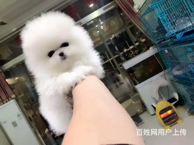 专业繁殖博美，哈多利球体博美，可送货上门挑可签协议 - 图片 1