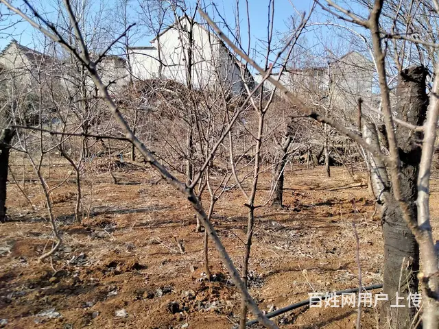 急售盛果期杏树桃树苗 - 图片 5