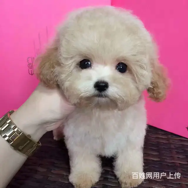 纯种泰迪熊 保纯种、保健康、签协议质保 - 图片 2