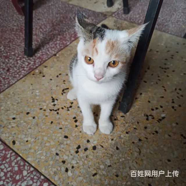 免费送 - 图片 1