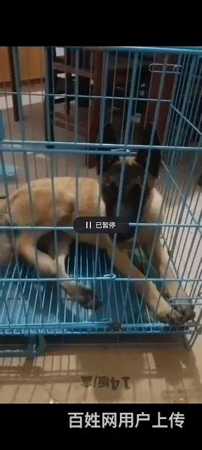 出售小马犬 - 图片