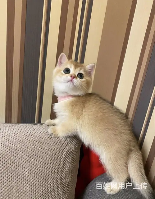 湖州本地哪里有靠谱的猫舍？美国短毛猫哪里卖？ - 图片 2
