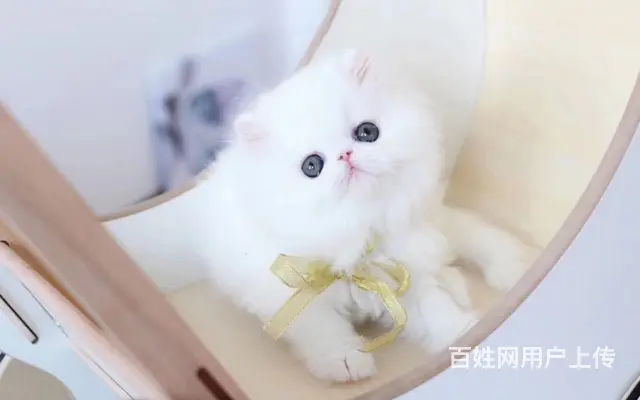 本地哪里有卖加菲猫的 加菲怎么护理 加菲好养吗 - 图片 5