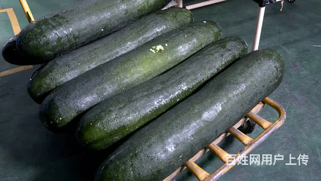 广州食堂蔬菜供应公司，冷链配送，准时送达 - 图片 1