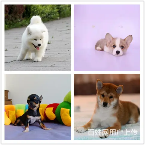 萧山狗狗大型养殖场卖狗的地方 - 图片 1