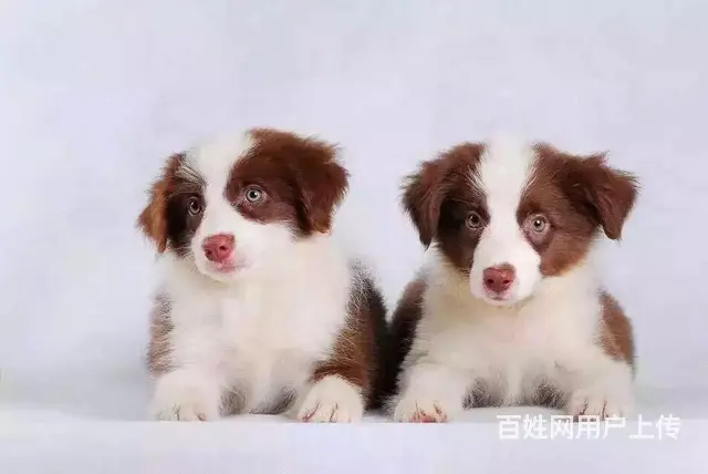 辽阳上哪里买边牧比较好，上哪里可以买到边牧 - 图片 12